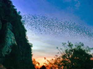 Bat Caves Phnom Sampov