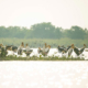 Beong Peariang Bird Sanctuary