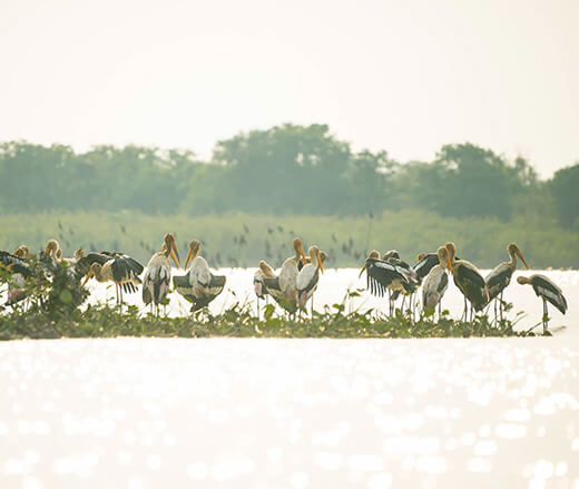 Beong Peariang Bird Sanctuary