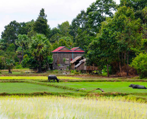 Countryside Landscape