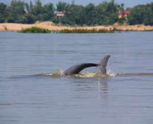 Kratie Irrawaddy Dolphin