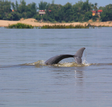 Kratie Irrawaddy Dolphin