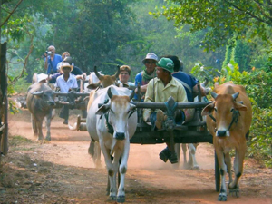 Ox Cart Ride