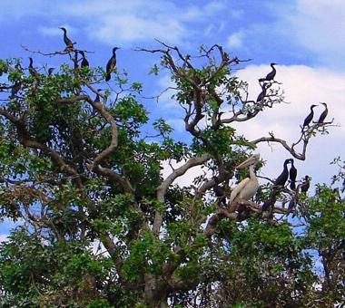 Prek Toal Bird Sanctuary