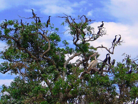 Prek Toal Bird Sanctuary