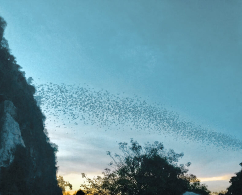 Battambang Bat Caves