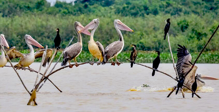 Boeng Peariang Bird Sanctuary