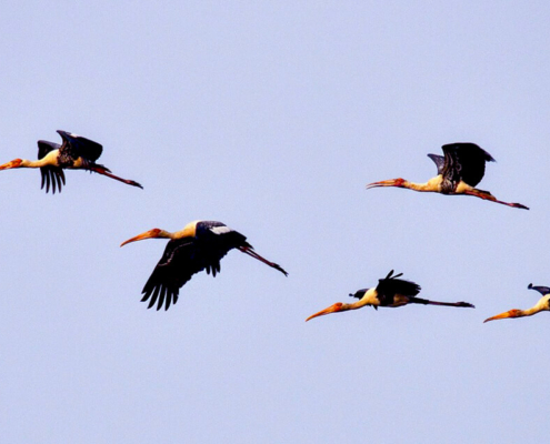 Boeng Peariang Bird Sanctuary