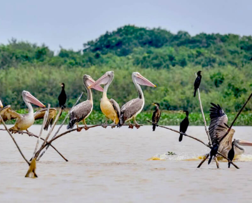 Boeng Peariang Bird Sanctuary