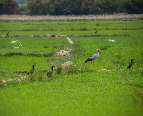 Boeng Peariang Bird Sanctuary