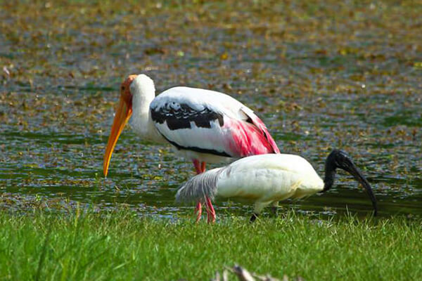 Cambodia Bird Sanctuary Tours