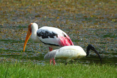 Cambodia Bird Watching Tours