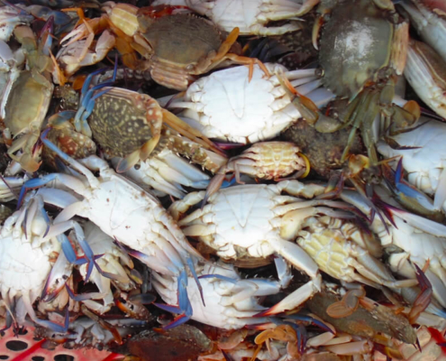 Crab Market Kep