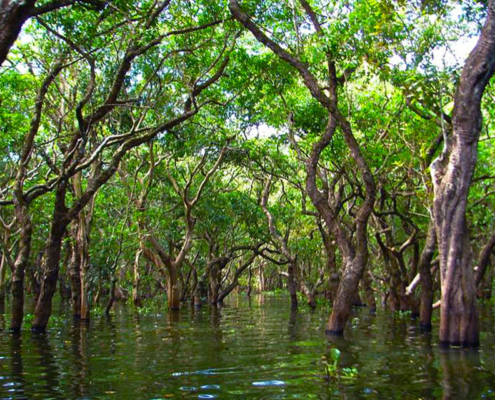 Kompong Phluk Village mangrove