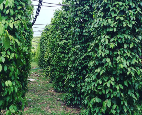 Kampot Pepper Farm