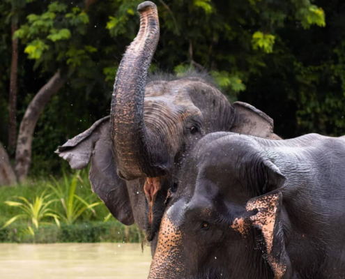 Kulen Elephant Forest