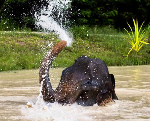 Kulen Elephant Forest