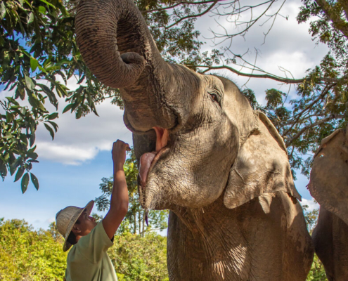 Kulen Elephant Forest