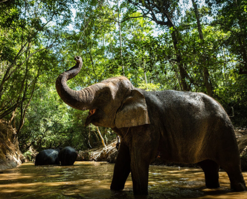 Kulen Elephant Forest