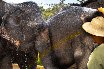 Kulen elephant forest