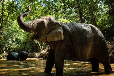 Kulen elephant forest