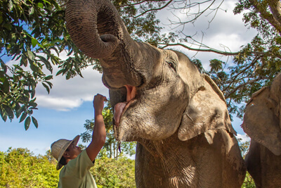 Kulen elephant forest