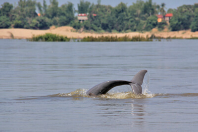 Mekong Irrawaddy Dolphin in Kratie