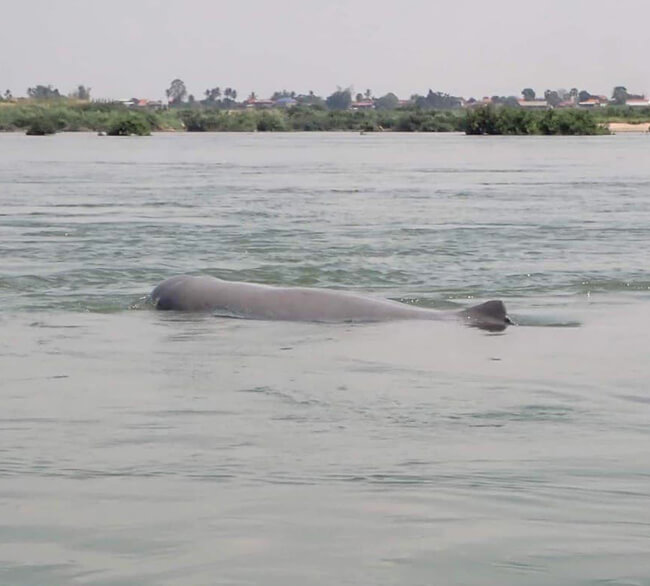 Mekong Irrawaddy Dolphin