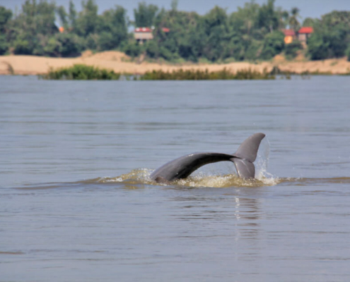 Mekong Irrawaddy Dolphin