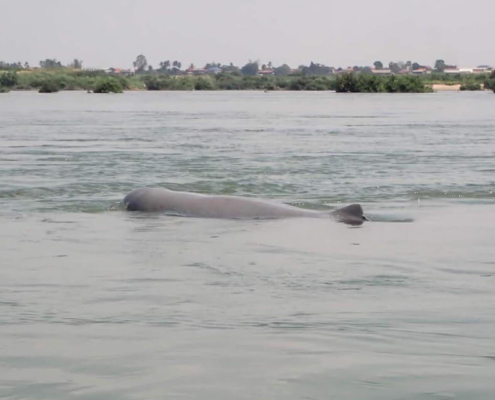 Mekong Irrawaddy Dolphin