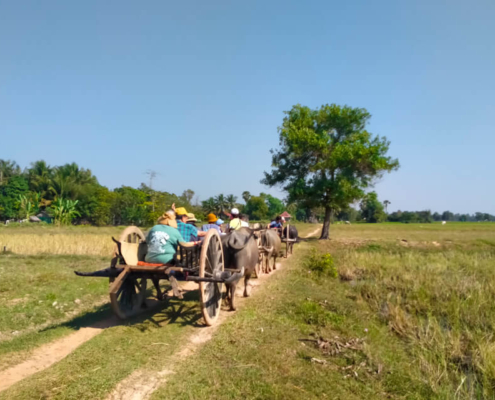 Ox Cart Ride Siem Reap