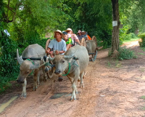 Ox Cart Ride Siem Reap
