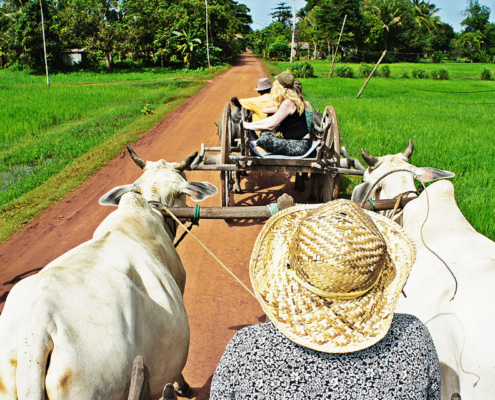 Ox Cart Ride Siem Reap