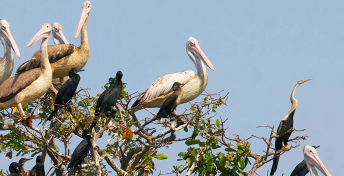 Prek Toal Bird Sanctuary