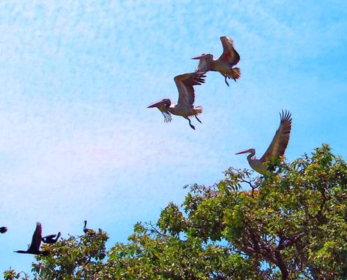 Prek Toal Bird Sanctuary