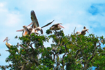 Prek Toal Bird Sanctuary Tour