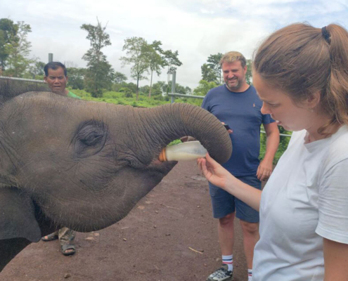 Ratanakiri Airavata elephant sanctuary 10 853x640 Ratanakiri Airavata elephant sanctuary
