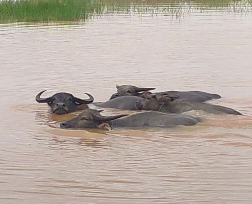 Ratanakiri rural village buffalo 02 853x640 Ratanakiri rural village buffalo