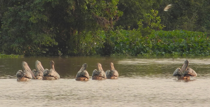 Boeng Peariang Bird Sanctuary