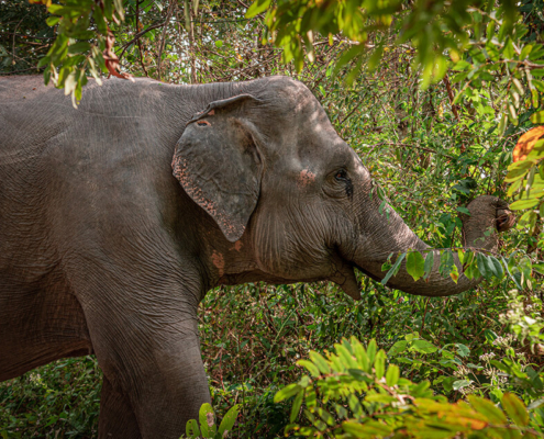 Kulen elephant forest