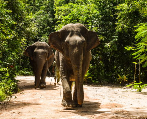 Kulen elephant forest