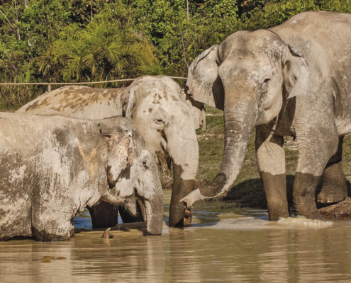 Kulen elephant forest