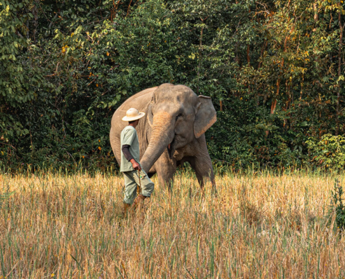 Kulen elephant forest