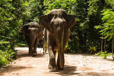 Kulen elephant forest