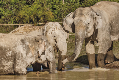 Kulen elephant sanctaury